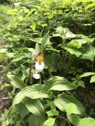 Mountain lady's slipper (Cypripedium montanum)