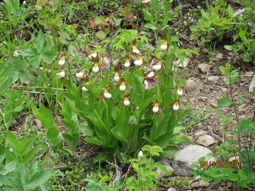 Mountain lady's slipper (Cypripedium montanum)