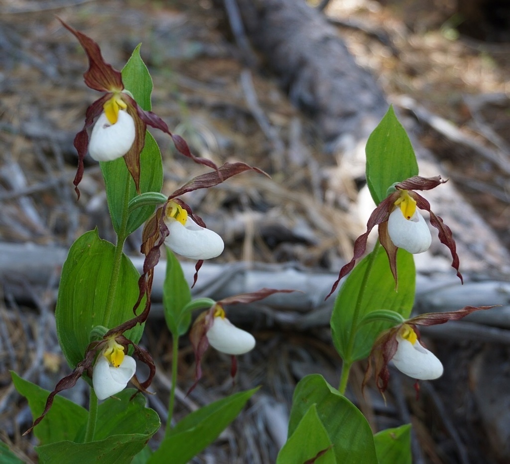 Mountain lady's slipper (Cypripedium montanum)