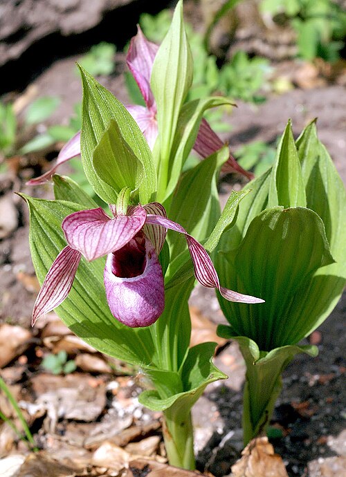 Tibetian cypripedium: Cypripedium tibeticum