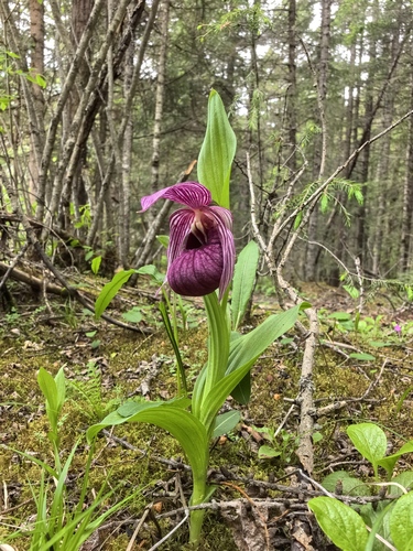 Tibetian cypripedium (Cypripedium tibeticum)