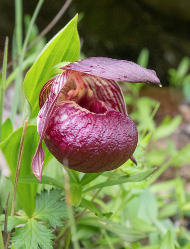 Tibetian cypripedium (Cypripedium tibeticum)
