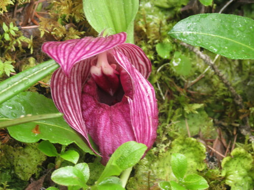 Tibetian cypripedium (Cypripedium tibeticum)