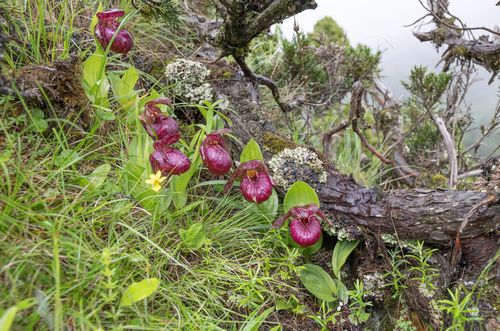 Tibetian cypripedium (Cypripedium tibeticum)
