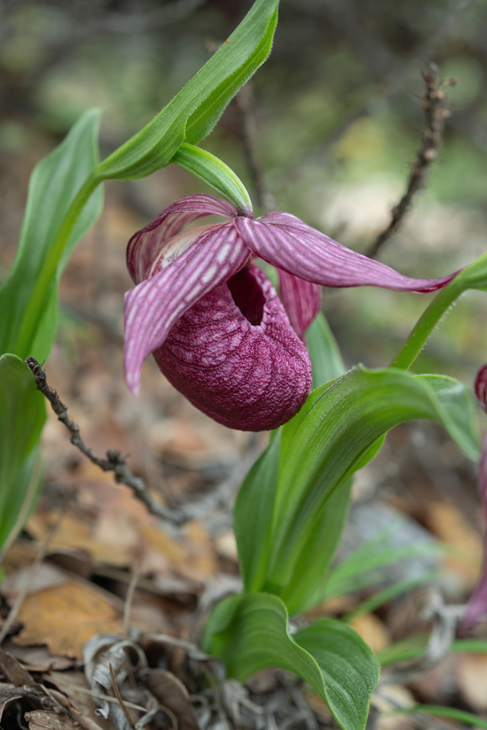 Tibetian cypripedium (Cypripedium tibeticum)