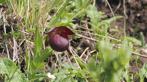 Tibetian cypripedium (Cypripedium tibeticum)