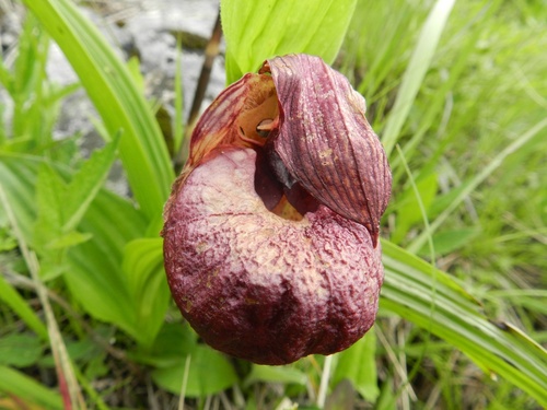 Tibetian cypripedium (Cypripedium tibeticum)