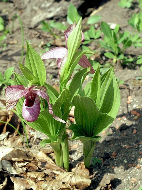 Tibetian cypripedium: Cypripedium tibeticum