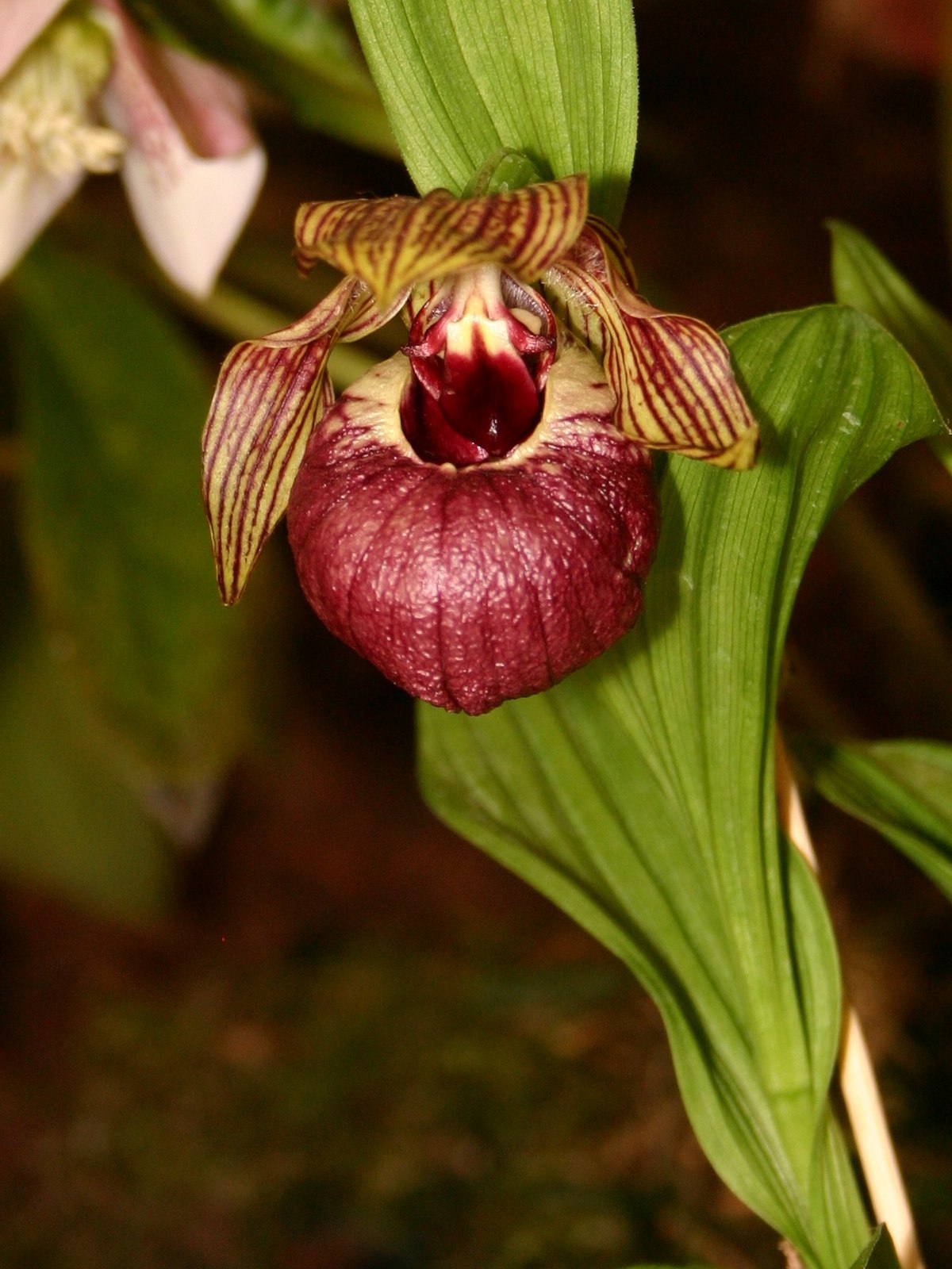 Tibetian cypripedium: Cypripedium tibeticum