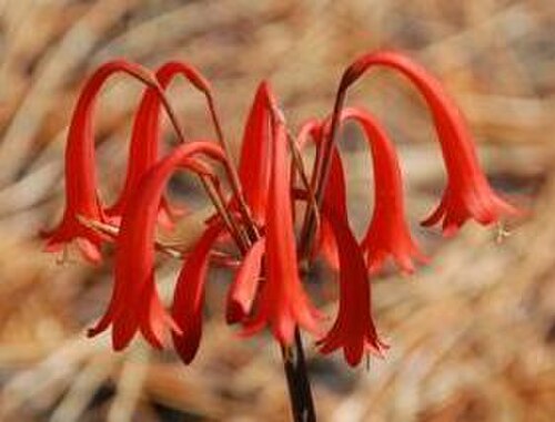 Fire lily: Stream Firelily