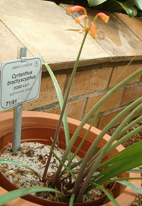 Dobo lily: At Kirstenbosch National Botanical Gardens Species Cyrtanthus brachyscyphus