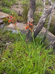 Dobo lily (Cyrtanthus brachyscyphus)