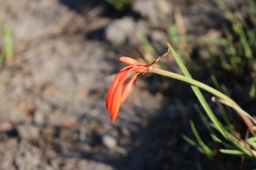 Dobo lily (Cyrtanthus brachyscyphus)