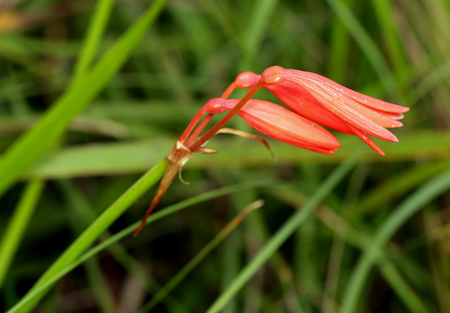 Dobo lily (Cyrtanthus brachyscyphus)