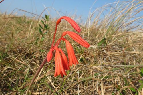 Dobo lily (Cyrtanthus brachyscyphus)