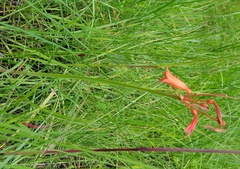 Dobo lily (Cyrtanthus brachyscyphus)