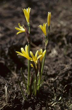Yellow fire lily: Cyrtanthus breviflorus