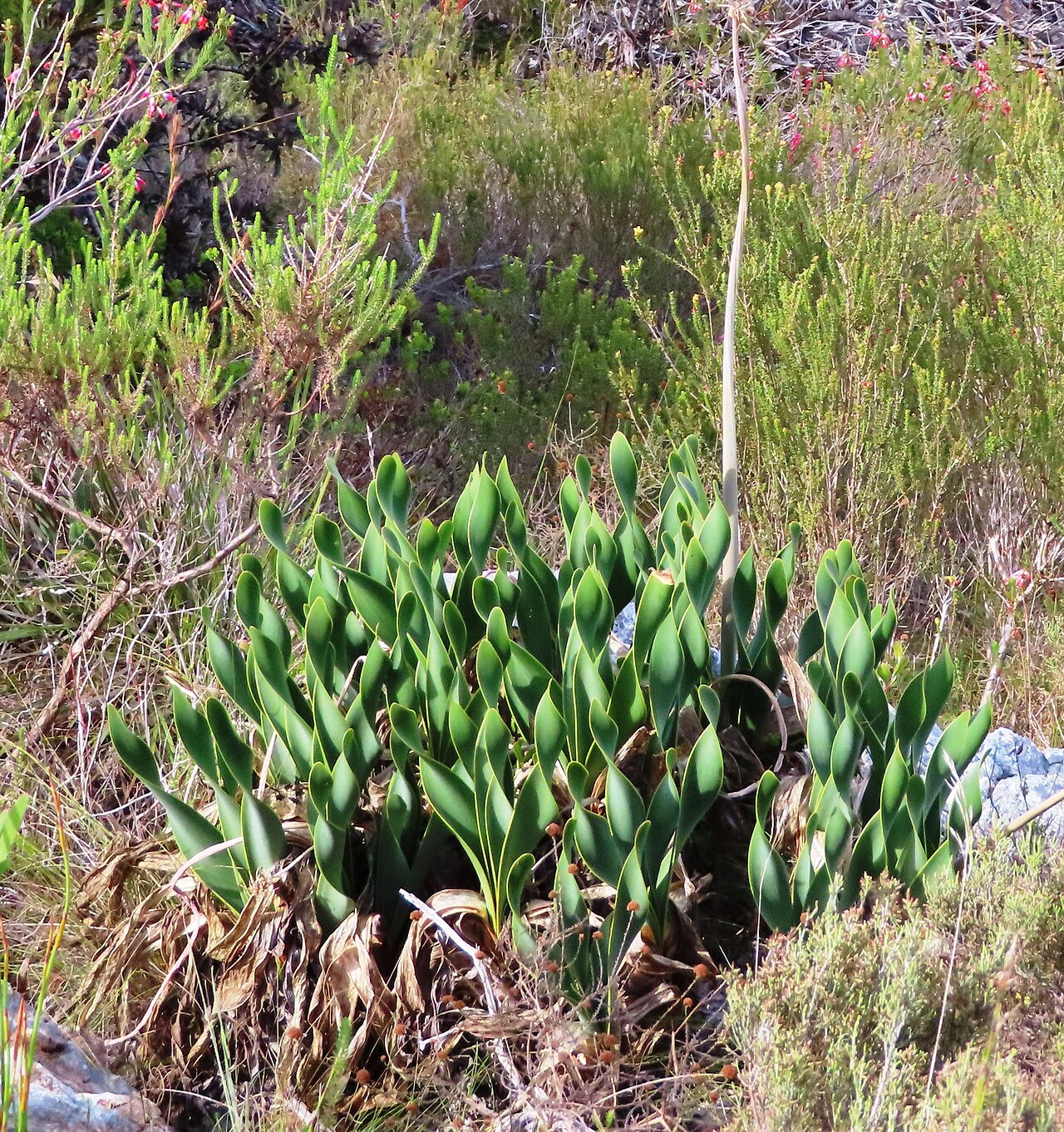Cyrtanthus carneus: Droopy Firelily