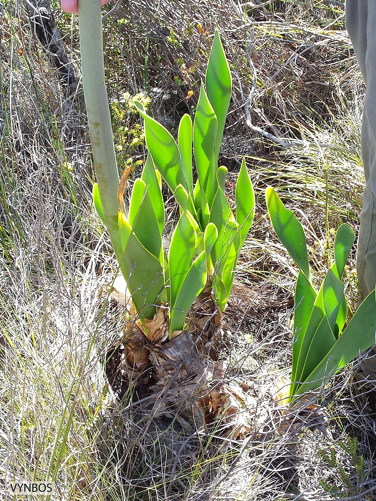 Cyrtanthus carneus: Droopy Firelily