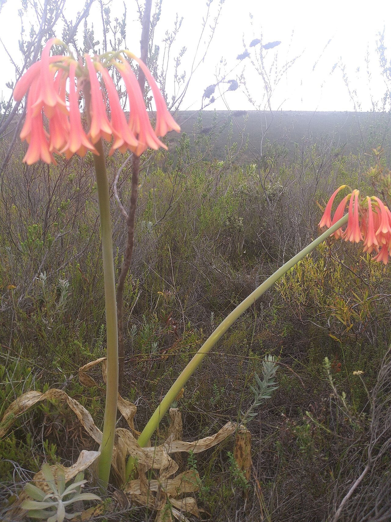 Cyrtanthus carneus: Droopy Firelily