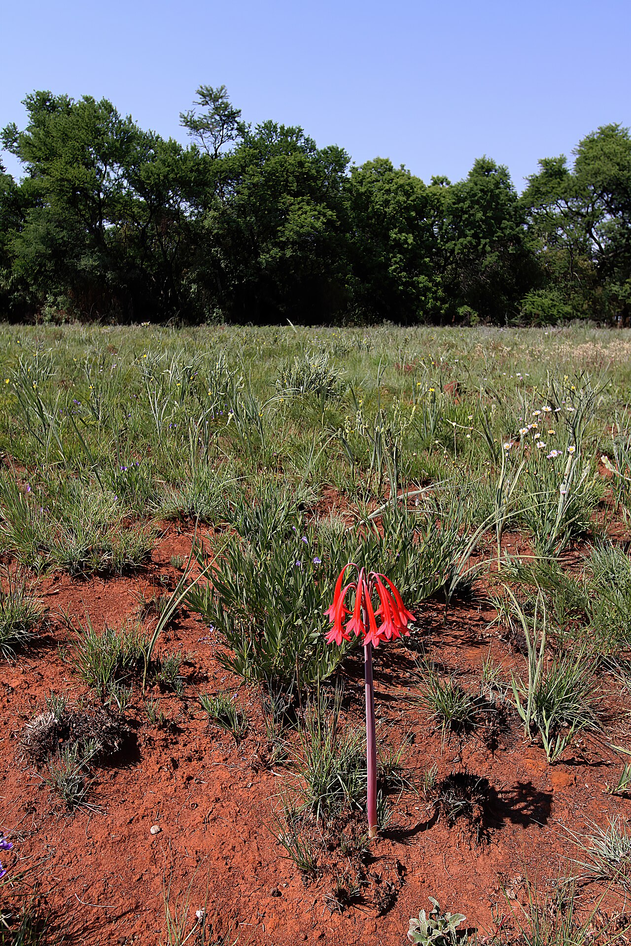 Cyrtanthus contractus: Cyrtanthus contractus , plant in habitat; recently burned grassland, Pretoria National Botanical Garden, Pretoria, Gauteng, South Africa
