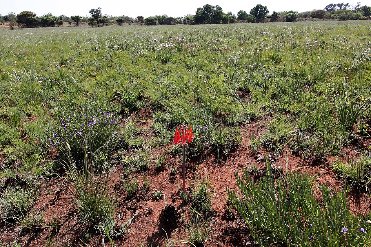 Cyrtanthus contractus: Cyrtanthus contractus , plant in habitat; recently burned grassland, Pretoria National Botanical Garden, Pretoria, Gauteng, South Africa