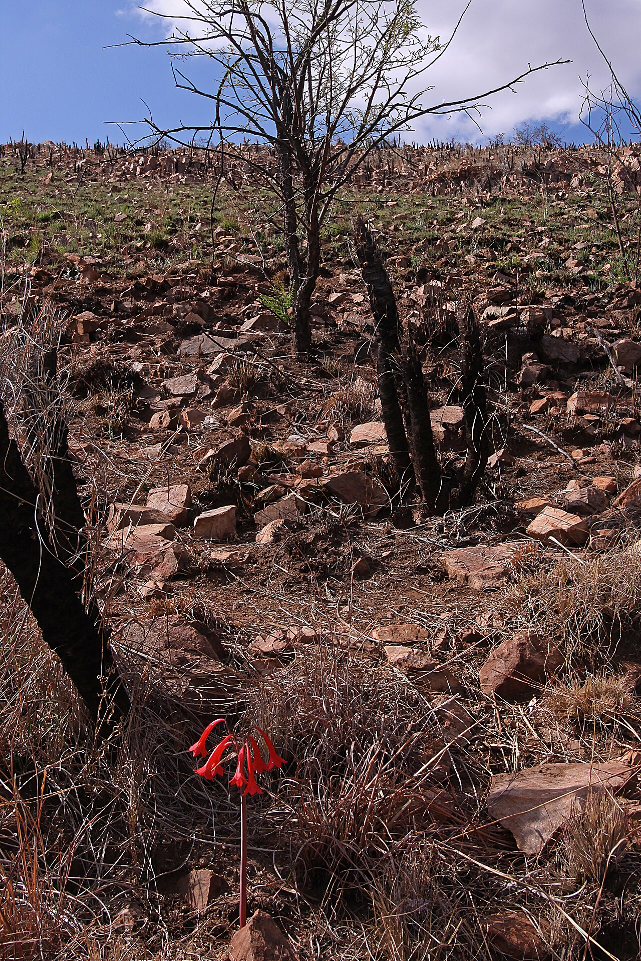Cyrtanthus contractus: Cyrtanthus contractus , plant in habitat; recently burned grassland, Magaliesberg, Waverley, Pretoria, South Africa