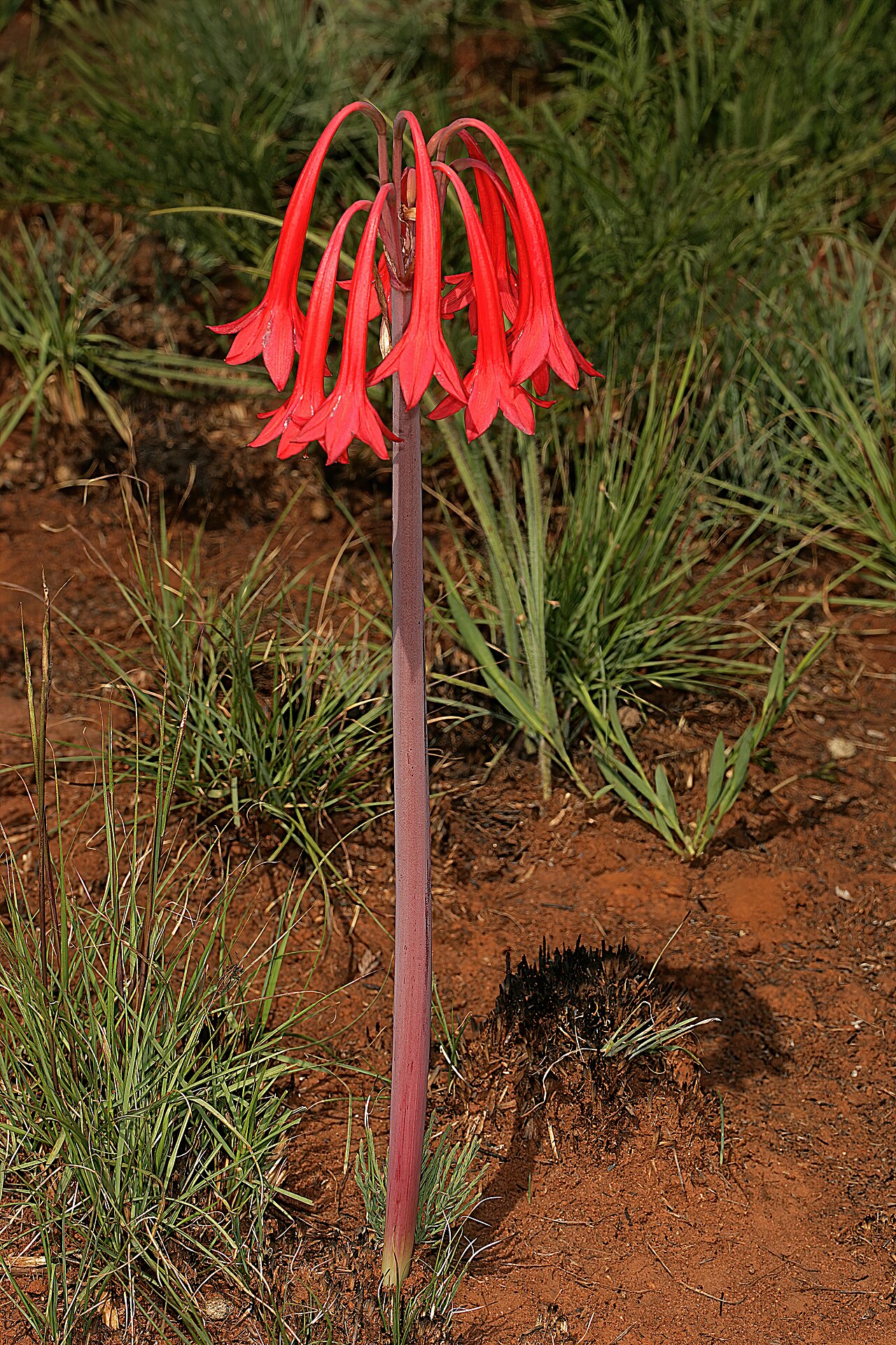 Cyrtanthus contractus: Cyrtanthus contractus , plant in habitat; recently burned grassland, Pretoria National Botanical Garden, Pretoria, Gauteng, South Africa