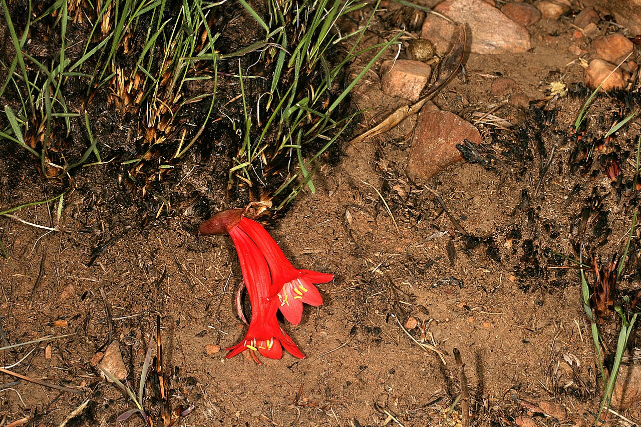 Cyrtanthus contractus: Cyrtanthus contractus , abnormally developed plant flowering, but inflorescence without a well-developed peduncle; recently burned grassland, Magaliesberg, Wave
