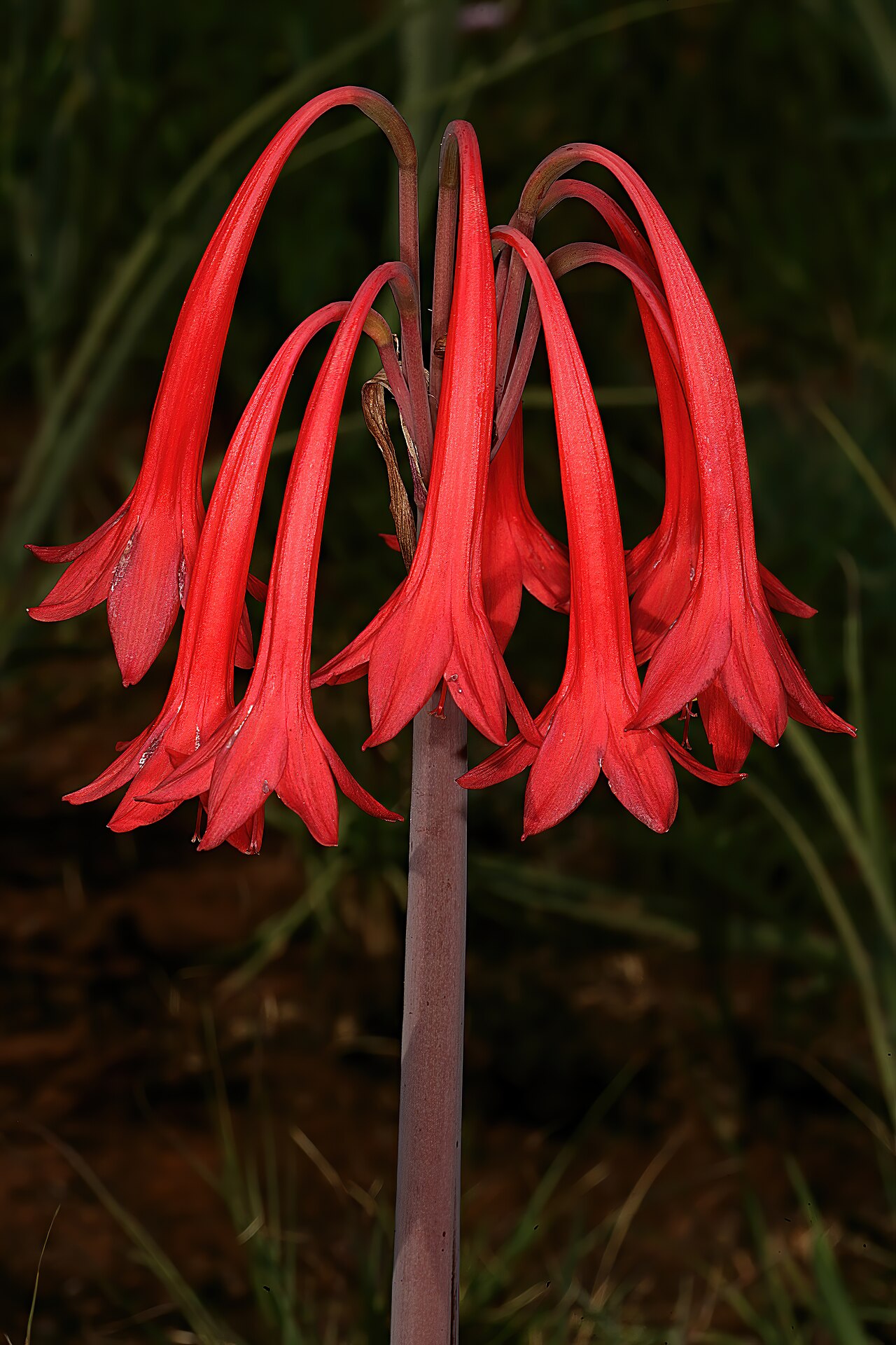 Cyrtanthus contractus: Cyrtanthus contractus , inflorescence; recently burned grassland, Pretoria National Botanical Garden, Pretoria, Gauteng, South Africa