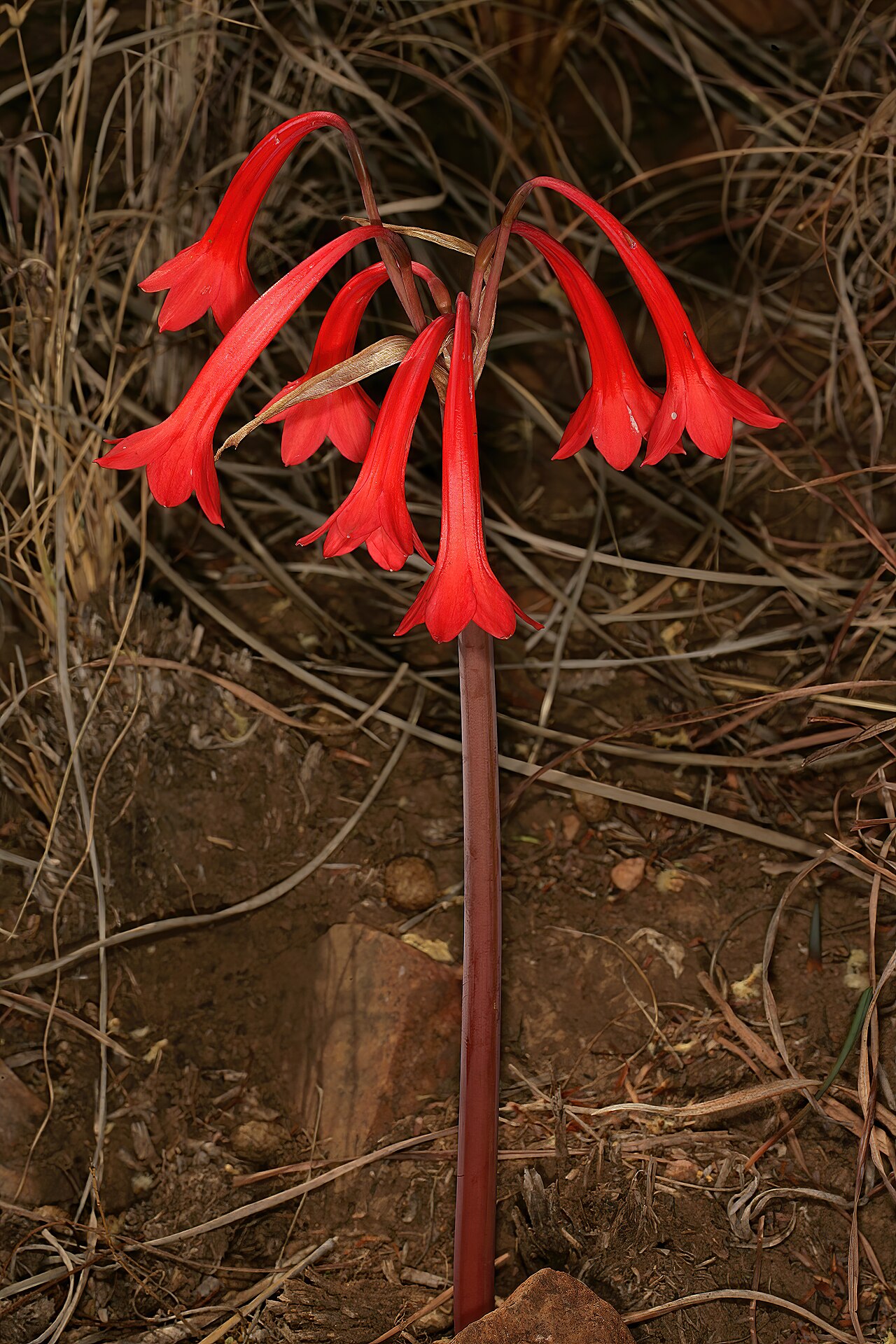 Cyrtanthus contractus: Cyrtanthus contractus , plant in flower; recently burned grassland, Magaliesberg, Waverley, Pretoria, South Africa