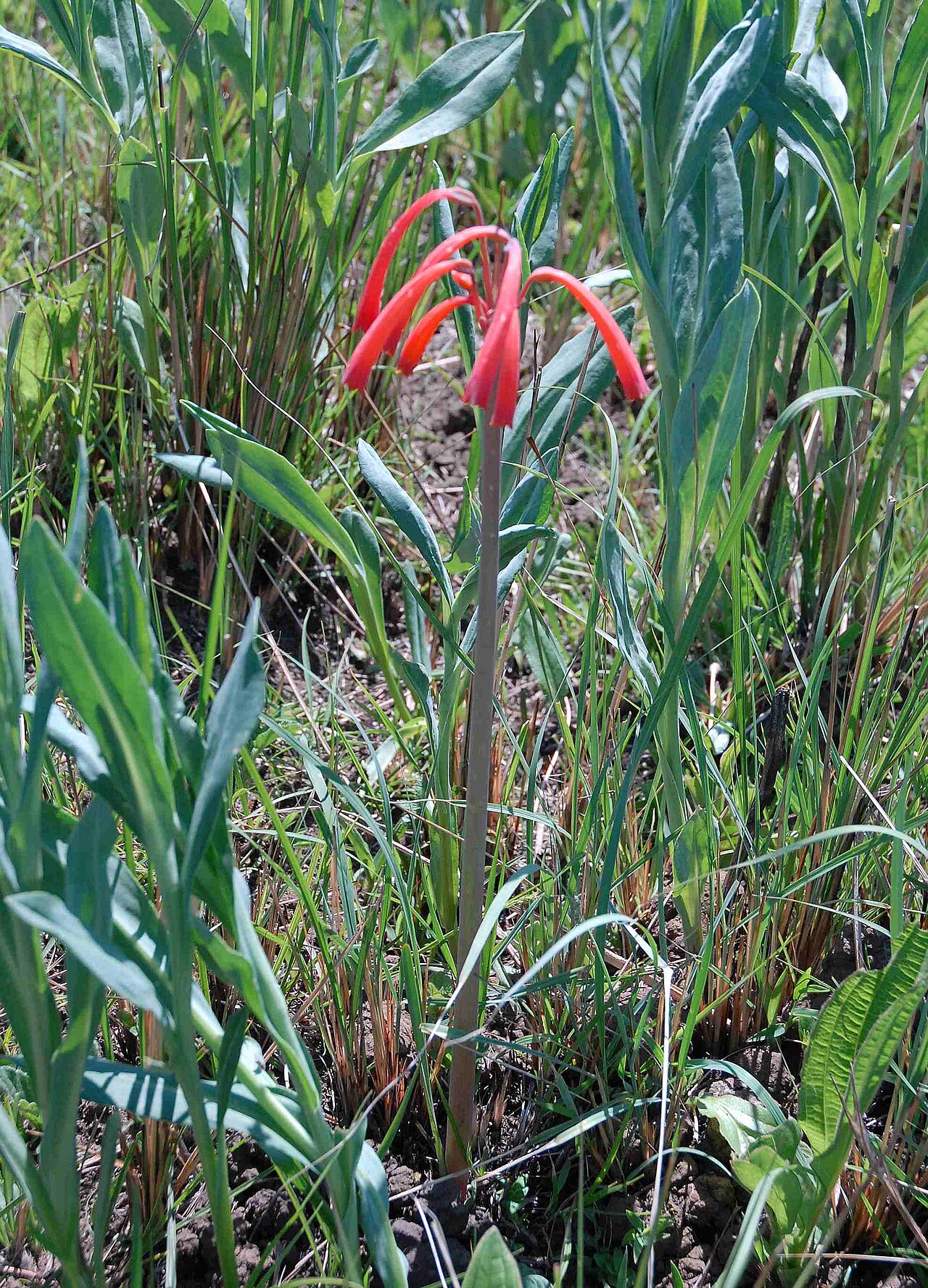 Cyrtanthus contractus: Cyrtanthus contractus