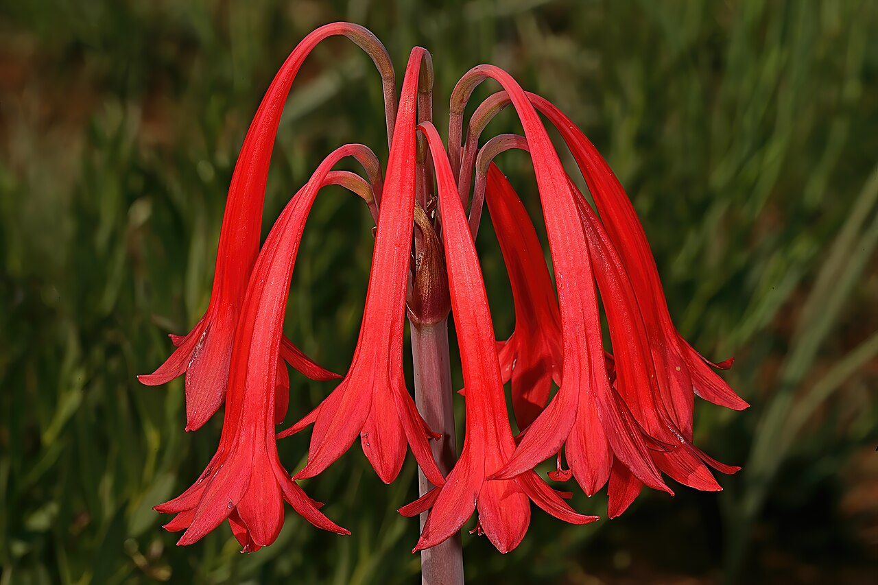Cyrtanthus contractus: Cyrtanthus contractus , inflorescence; recently burned grassland, Pretoria National Botanical Garden, Pretoria, Gauteng, South Africa