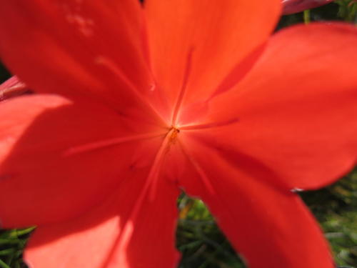 George lily, Scarborough lily (Cyrtanthus elatus)