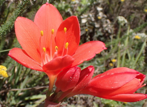 George lily, Scarborough lily (Cyrtanthus elatus)