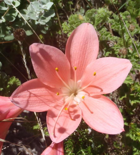 George lily, Scarborough lily (Cyrtanthus elatus)