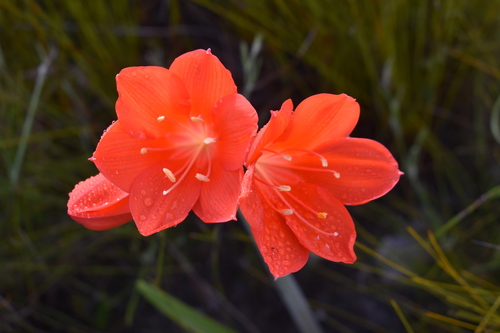 George lily, Scarborough lily (Cyrtanthus elatus)