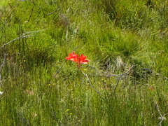 George lily, Scarborough lily (Cyrtanthus elatus)