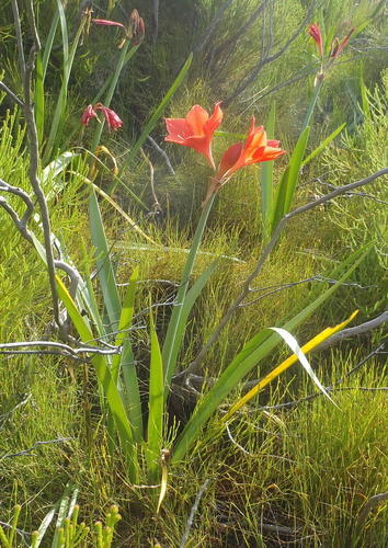 George lily, Scarborough lily (Cyrtanthus elatus)