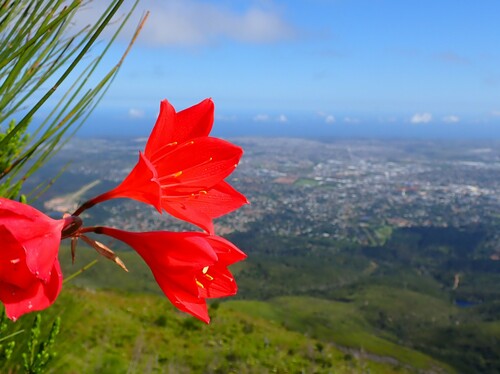 George lily, Scarborough lily (Cyrtanthus elatus)