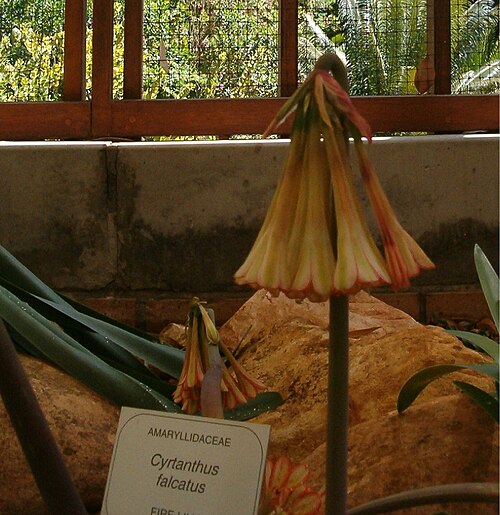 Fire lily: At Kirstenbosch National Botanical Gardens Species Cyrtanthus falcatus