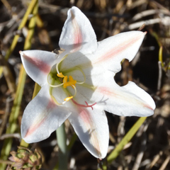 Cyrtanthus loddigesianus (Cyrtanthus loddigesianus)