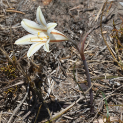 Cyrtanthus loddigesianus (Cyrtanthus loddigesianus)