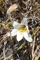 Cyrtanthus loddigesianus (Cyrtanthus loddigesianus)