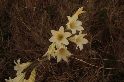 Cyrtanthus loddigesianus (Cyrtanthus loddigesianus)