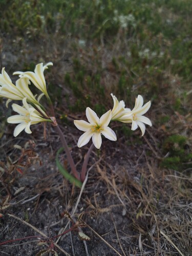 Cyrtanthus loddigesianus (Cyrtanthus loddigesianus)