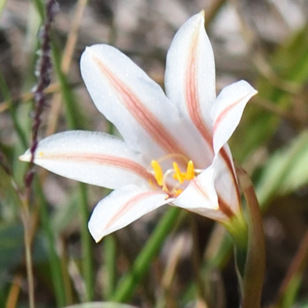Cyrtanthus loddigesianus (Cyrtanthus loddigesianus)