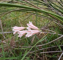 Cyrtanthus loddigesianus (Cyrtanthus loddigesianus)