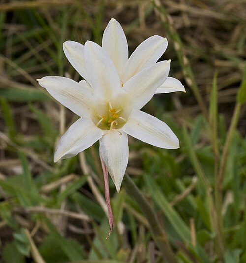 Cyrtanthus loddigesianus: Cyrtanthus loddigesianus in the Eastern Cape, South Africa