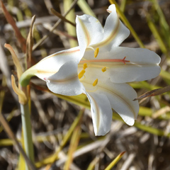 Cyrtanthus loddigesianus (Cyrtanthus loddigesianus)